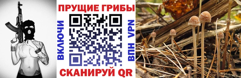 нарко площадка состав Солигалич Галлюциногенные грибы Psilocybe
